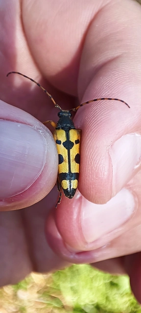 Rutpela maculata - tarkacsápú karcsúcincér