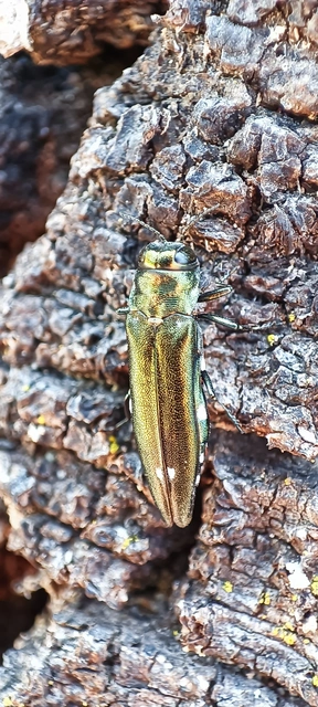 Agrilus biguttatus - kétpettyes karcsúdíszbogár