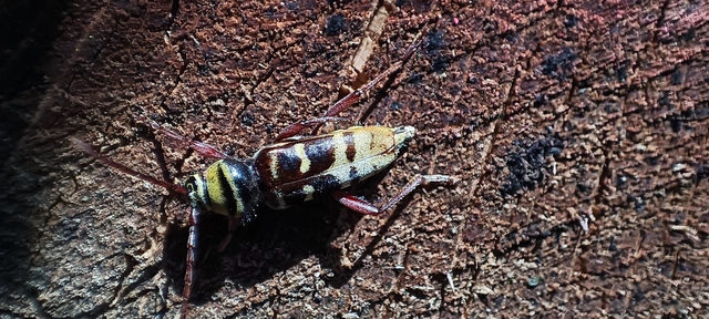Plagionotus detritus - sárgafarú darázscincér