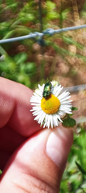 Anthaxia podolica - podóliai virágdíszbogár