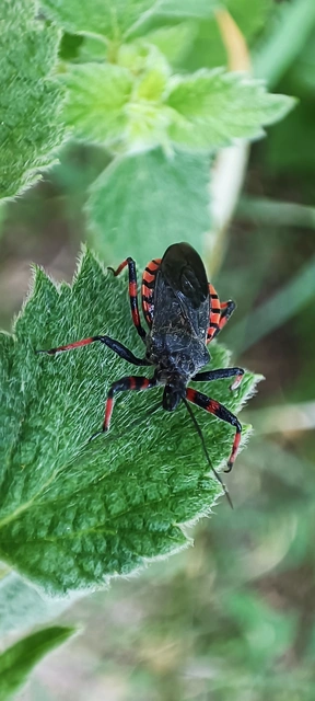 Rhynocoris annulatus - gyűrűslábú gyilkospoloska