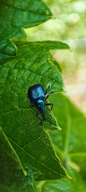 Byctiscus betulae - szőlő-levélsodró