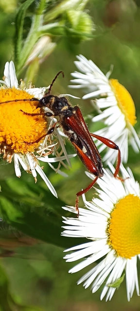 Stenopterus rufus - tarkacsápú keskenyfedőscincér