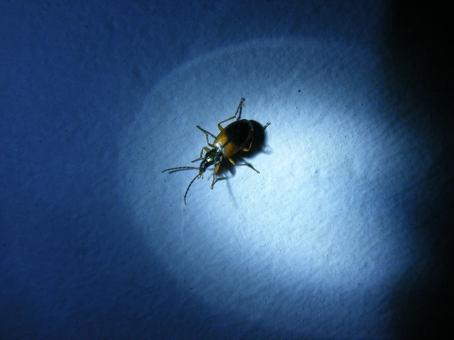 Anchomenus dorsalis - hátfoltos kisfutó