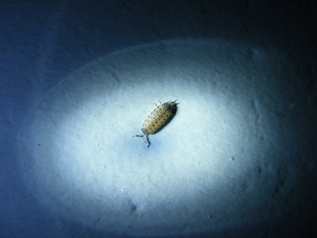 Isopoda - Ászkarákok