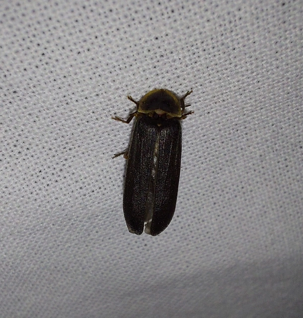 Lampyris noctiluca - nagy szentjánosbogár
