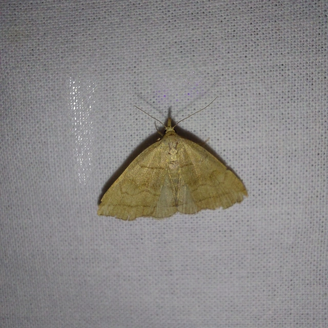 Herminia tarsicrinalis - szőröslábú karcsúbagoly