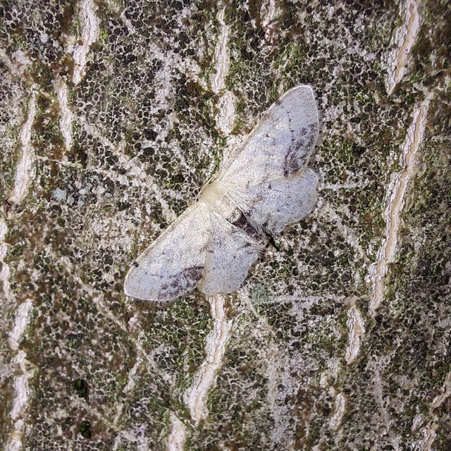 Idaea dimidiata - gyakori apróaraszoló