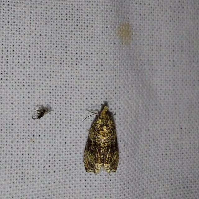 Celypha lacunana - vízparti tükrösmoly