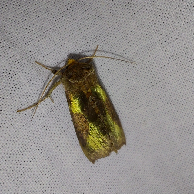 Diachrysia chrysitis - aranybagoly