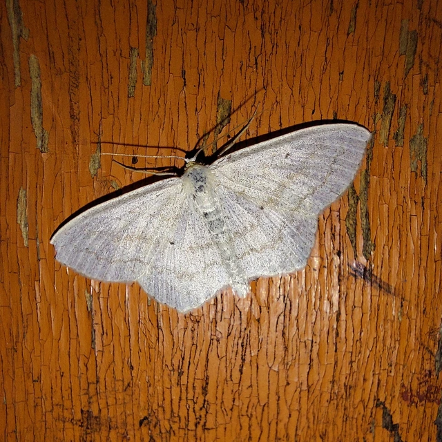 Scopula nigropunctata - feketepettyes araszoló