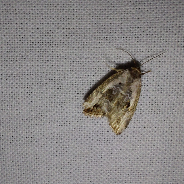 Hapalotis venustula - rózsaszínű mázasbagoly
