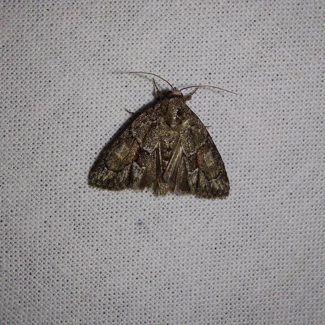 Cryphia fraudatricula - homoki zuzmóbagoly