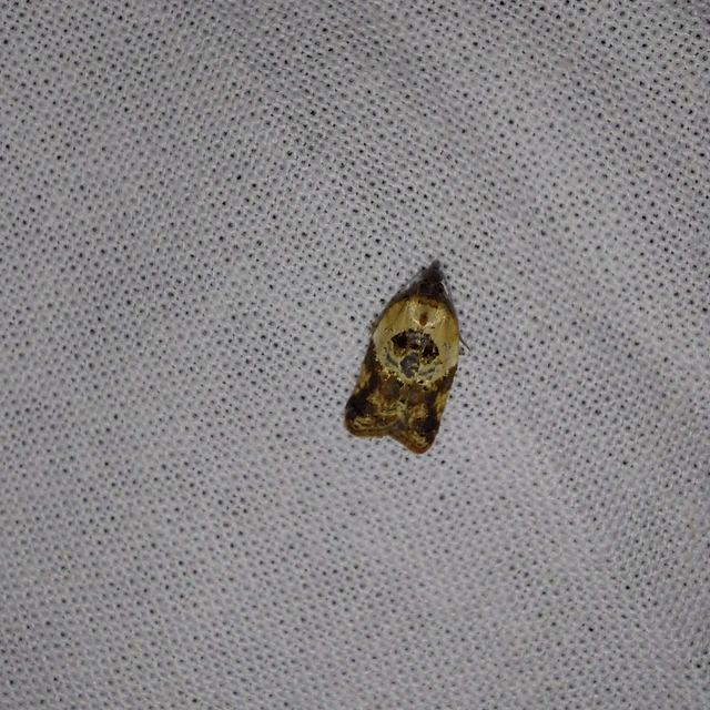 Acleris variegana - tarka levélmoly