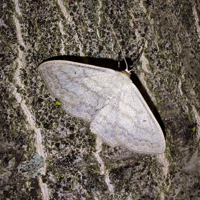 Scopula nigropunctata - feketepettyes araszoló