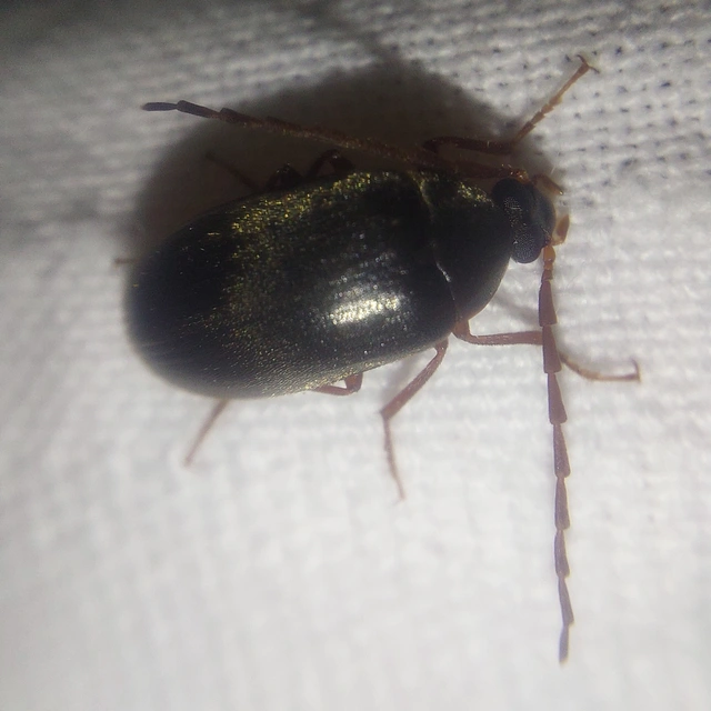 Hymenalia rufipes - rőtlábú alkonybogár