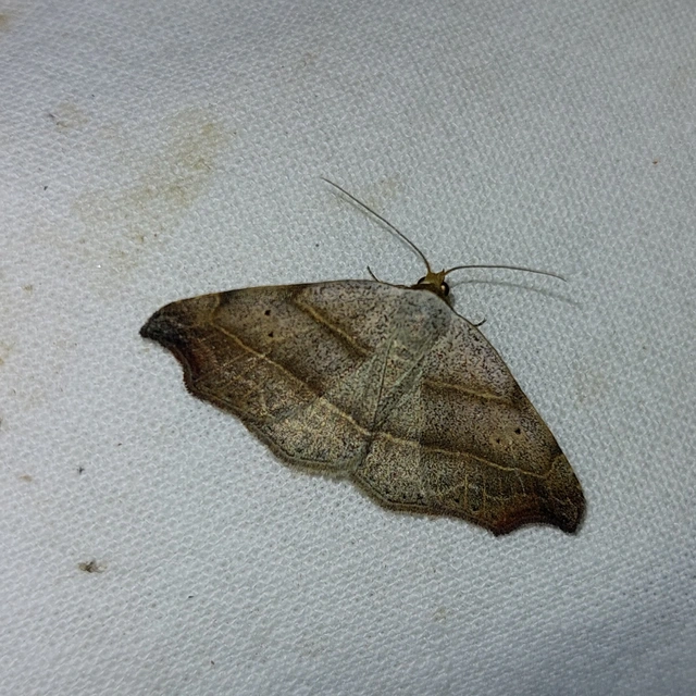 Laspeyria flexula - zuzmóbagoly