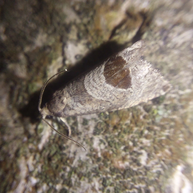 Notocelia uddmanniana - málnasodró tükrösmoly