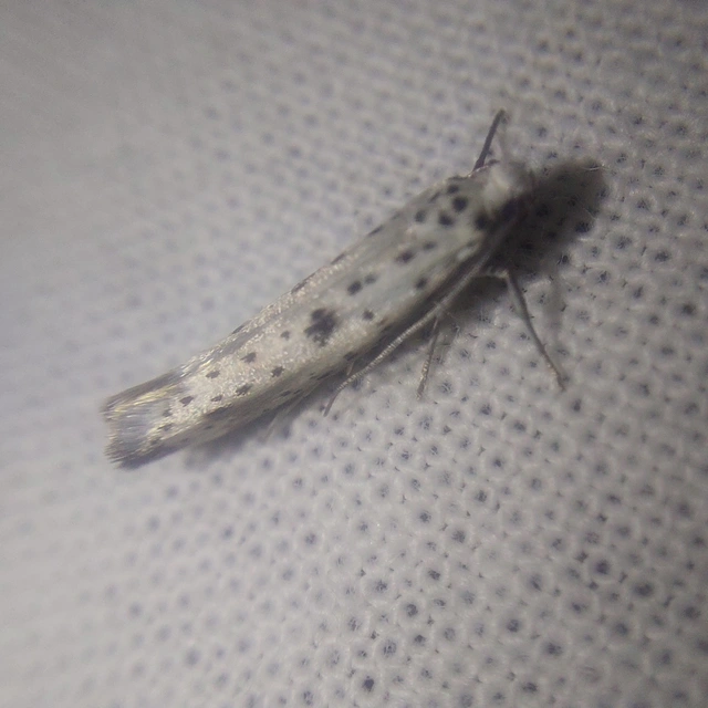 Yponomeuta irrorella - pókhálós kökénymoly Yponomeuta irrorella - pókhálós kökénymoly