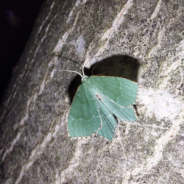 Hemithea aestivaria - nyír-zöldaraszoló
