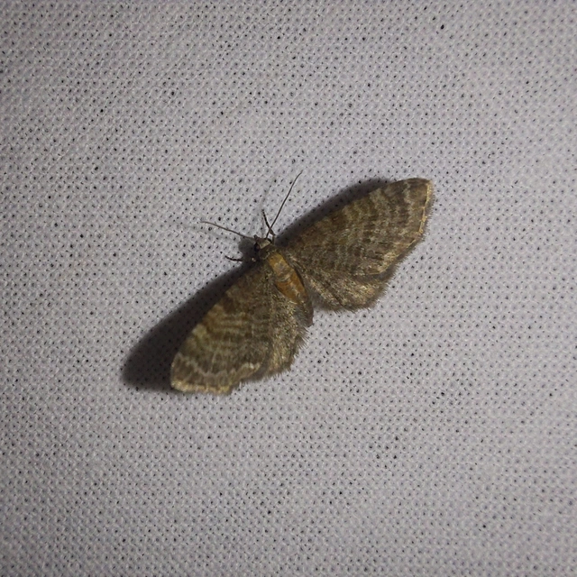 Eupithecia haworthiata - rozsdástestű törpearaszoló