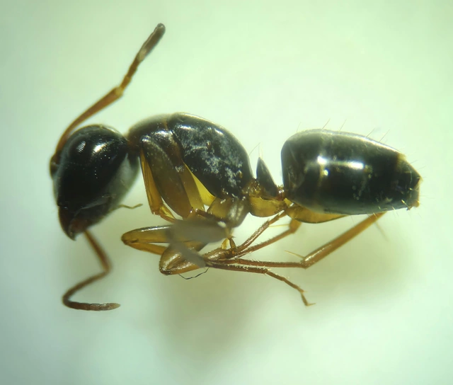 Camponotus fallax - ligeti lóhangya