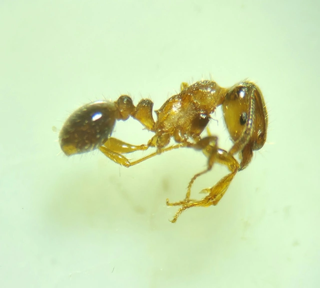 Tetramorium