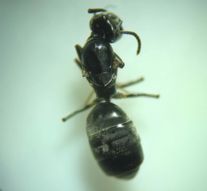 Tapinoma subboreale - ligeti kóborhangya