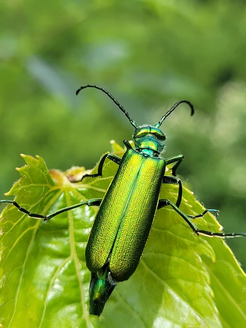 Lytta vesicatoria - kőrisbogár