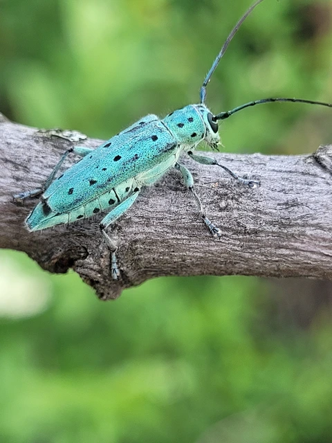Saperda punctata - pettyes szilcincér Saperda punctata - pettyes szilcincér