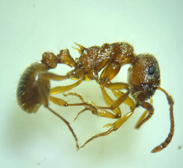 Myrmica ruginodis - erdei bütyköshangya