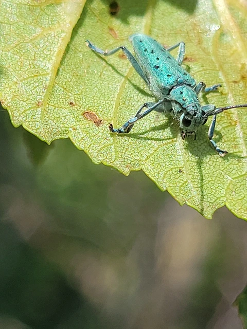 Saperda punctata - pettyes szilcincér Saperda punctata - pettyes szilcincér