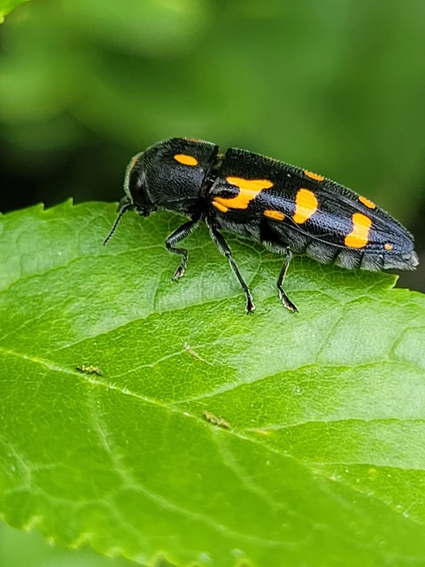 Ptosima undecimmaculata - sárgafoltos díszbogár