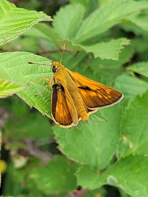 Ochlodes sylvanus - erdei busalepke