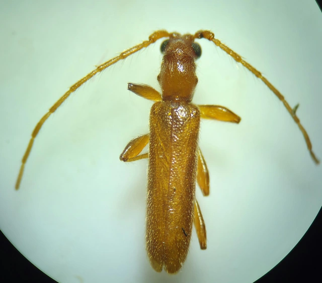 Axinopalpis gracilis - kecses selymescincér