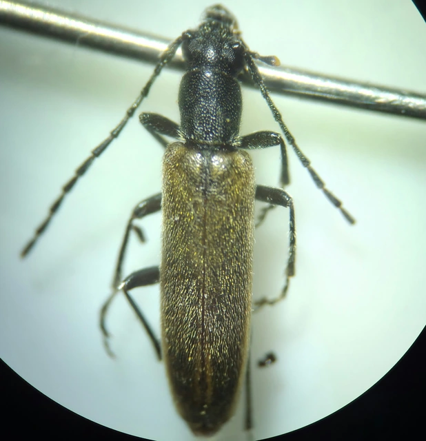 Sparedrus testaceus - szőrös álcincér