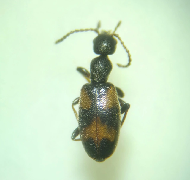 Anthicus antherinus - közönséges fürgebogár