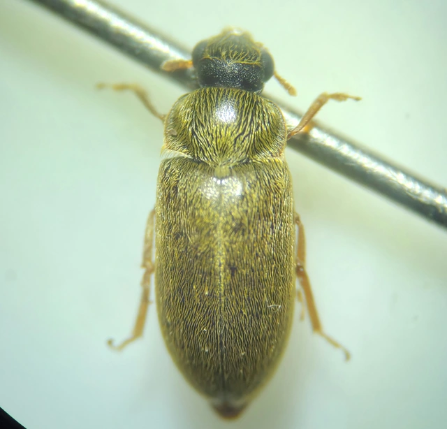 Byturus