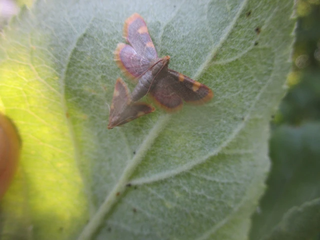 Hypsopygia costalis - szénailonca