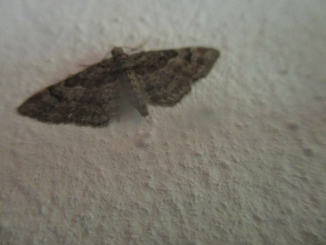 Gymnoscelis rufifasciata - vöröscsíkos törpearaszoló