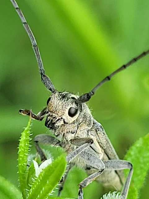 Phytoecia nigricornis - ürömcincér