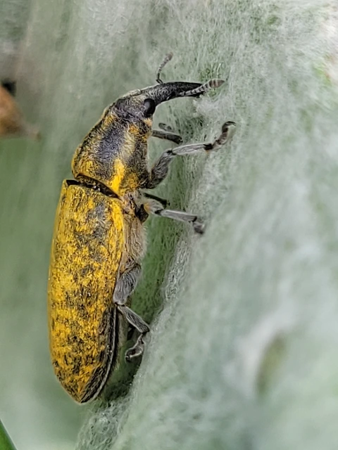 Lixus cardui/filiformis