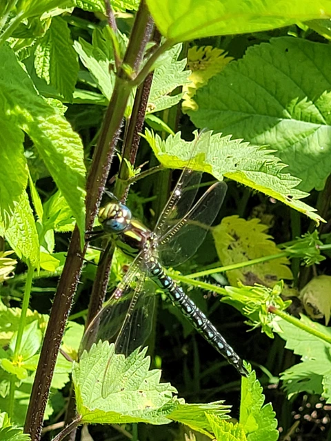 Brachytron pratense - szőrös karcsúacsa
