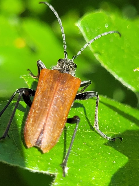 Stenocorus quercus - tölgy-gyökércincér