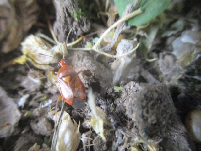 Deraeocoris