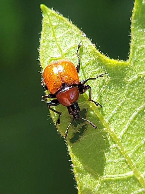 Attelabus nitens - tölgy-levélsodró