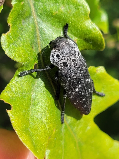 Capnodis tenebrionis - kökény-tükrösdíszbogár