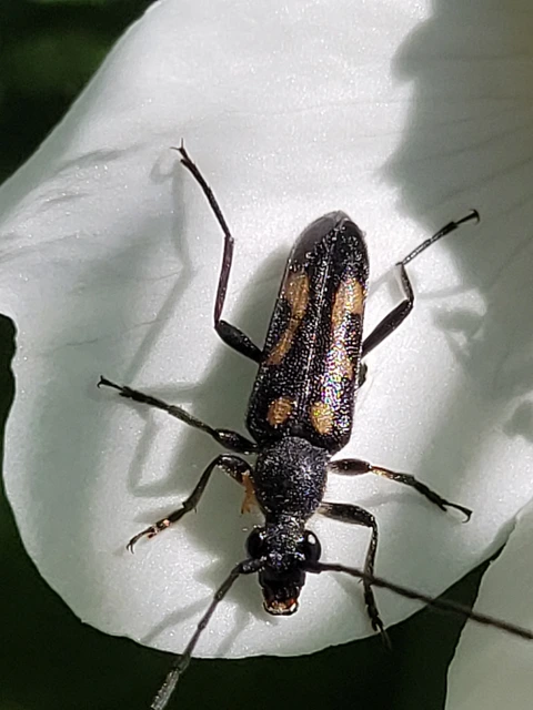 Anoplodera sexguttata - foltos virágcincér