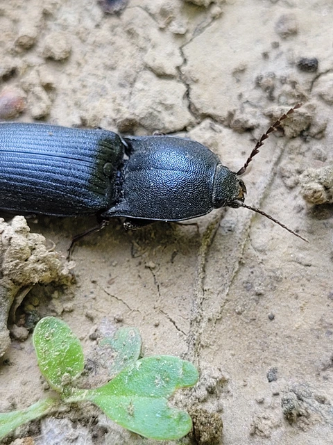 Neopristilophus insitivus - lapos pattanó