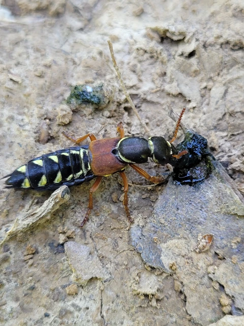 Staphylinus caesareus - aranysujtásos holyva